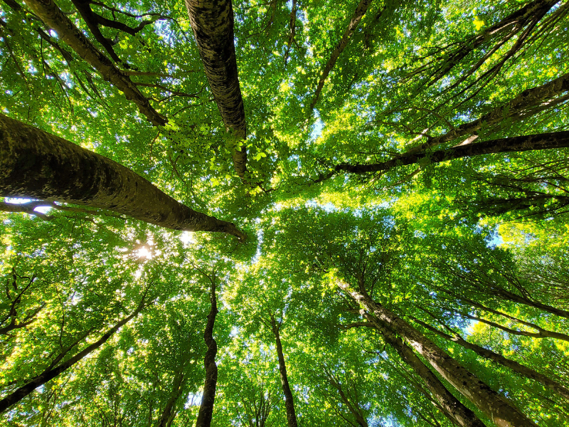 Building a Greener Future: St John Ambulance Achieves ISO 14001 Certification