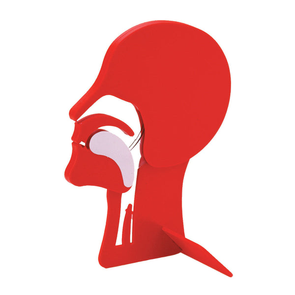 Laerdal Head Section Model Image 1