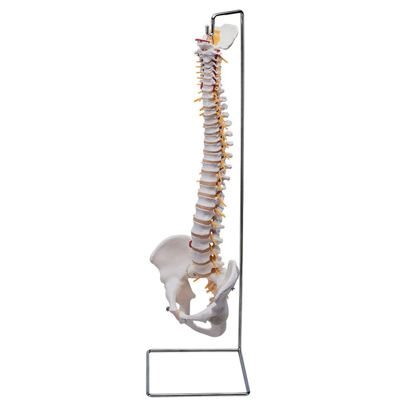 ESP Flexible Vertebral Column Training Model with Stand Image 1