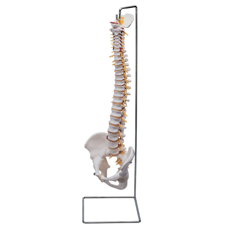 ESP Flexible Vertebral Column Training Model with Stand Image 1