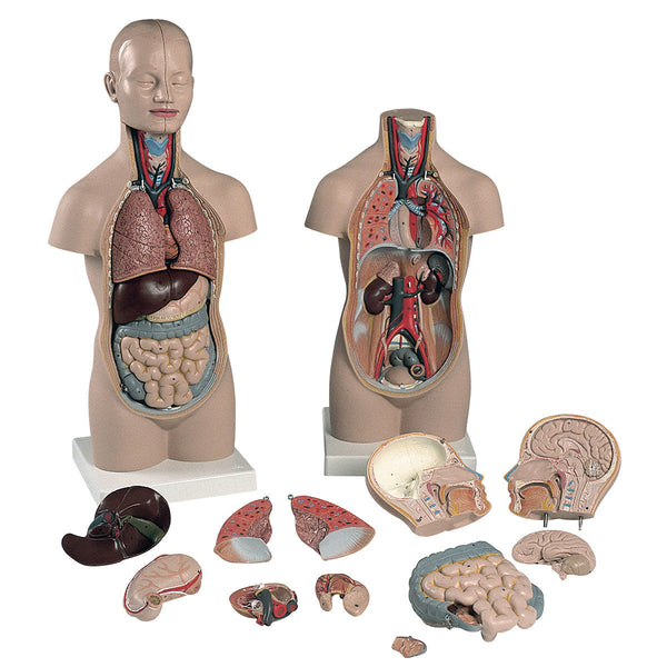 ESP Torso with Head Anatomical Model Image 1